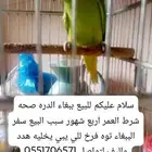 ببغاء الدره