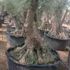 للبيع اشجار زيتون معمر الرياض