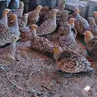 قطا لبيع حيك الله