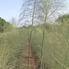 مورينجا عربى