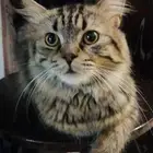 قط ذكر شيرازي للتبني