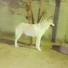 كلب هاسكي للبيع انثى