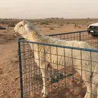 مشروع فحل حري تم البيع