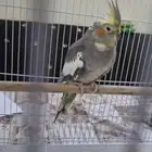 انثى كروان منتجة