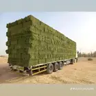 بيع البرسيم والتبن والروتس والذره وجميع انواع الاعلاف