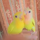 روز فروخ روز هدد