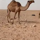 قعود اللبيع