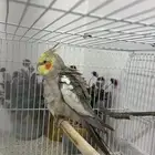 طير كروان اليف ومتكلم