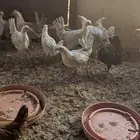 دجاج فيومي المنيوم للبيع العمر شهرين محصن وماخذ فيتامينات
