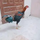 للبيع ديك هجين الأب أذناب هندي والام باكستاني