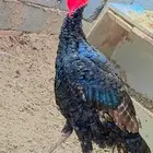 ديوك رومي للبيع المدينه المنوره