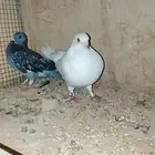 ازواج حمام للبيع السوم 25 ريال