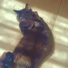 للبييع قطط سكوتش فولد وستريت شورت هير