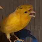 جوز كناري منتج ومغرد شرط