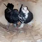 السلام عليكم ورحمه الله وبركاته حمام مشكل اجواز