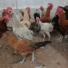 ديوك بلدي أحجام سوبر جامبو