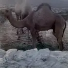 قعود لباني العمر 7 شهور الصحه شرط