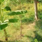 مشتل المدينة لجميع انواع الأشجار والنباتات