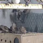طيور مغرده ياسمين موزنبيقي ياسمين طائفي حسون يماني