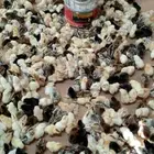 صوص دجاج بلدي وفيومي