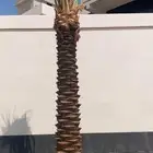 نخل ملوكي ملكي درجه اولى في جده واخارج جده جمبع المقاسات متو