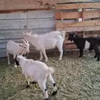 تيوس 4 قزمي واحد الحاله جنوبي