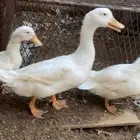 بط كفو للبيع ثنتين اناثي وذكر قد حبس عندي