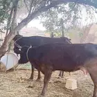 بقره وعيالها