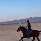 حصان شيخ للبيع