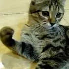 للتبني قطط اليفه عمرها 8 شهور