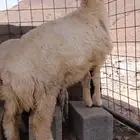 تم البيع رخل ذبيحه طيبه بالحيل فل الفل شحم