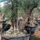 للبيع اشجار زيتون معمر