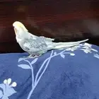 طير كروان يرقص ويغني كوكي كوكي ويقول السلام عليكم بوسه للبيع