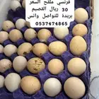 بيض دجاج فرنسي ملقح