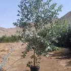 مشتل تنسيق حدائق ابو محمد