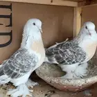 السلام عليكم ورحمه الله وبركاته نعلمكم حمام تركي