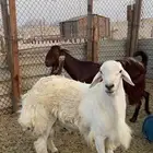 مواشي