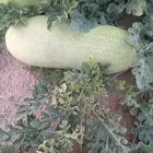 محصول حبحب كامل للبيع