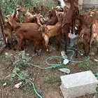 تيوس دهم كله ذكور