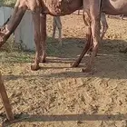 بكره صفرا قصب