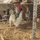 دجاج بلدي ماكنتوش