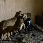 ثلاث نعاج سواكنيه ثنيات