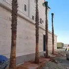 ابو سالم لتوريد النخيل الزينه والواشنطني
