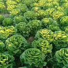 السلام عليكم ورحمة الله وبركاته