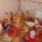 للبيع دجاج بلدي العدد 16