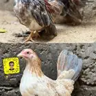 جبانيز مستوا فاخر