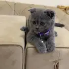 قطط سكوتش بيور