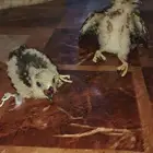 صقور للبيع