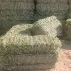 برسيم   رضوب فل بسعر مناسب لي الجميع كوم 5تلاف