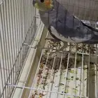 طير كروان انثى